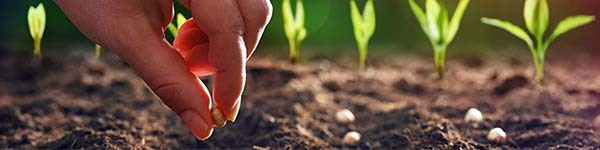 BetterSeeds Email Banner-1